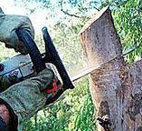 How Our Tree Care Process Works  in  Hudson, CO