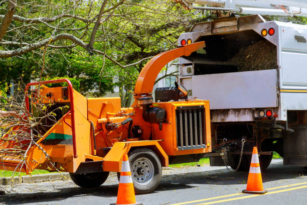 Professional Tree Removal in Hudson, CO